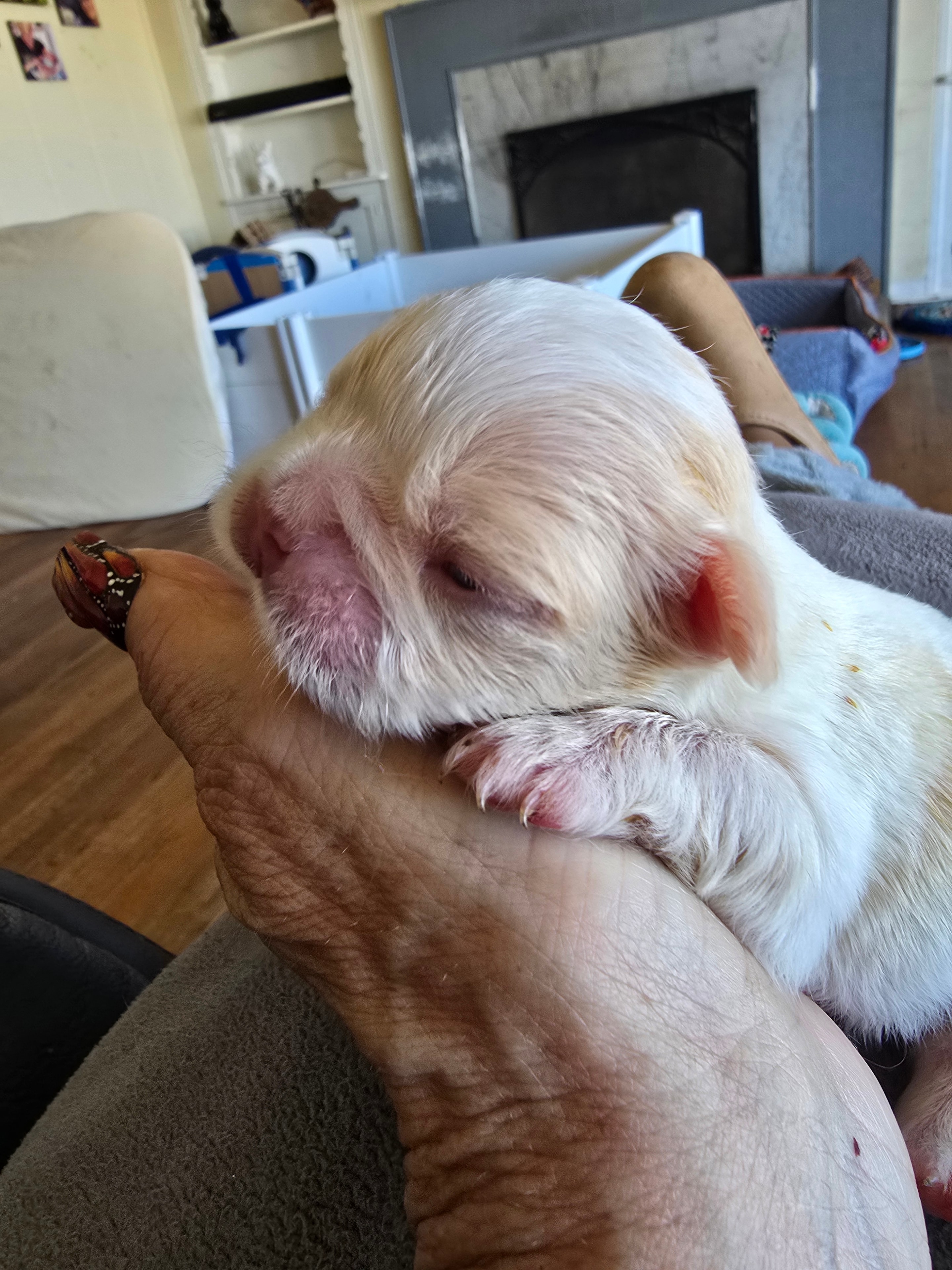 Duder × Lil G newborn puppy