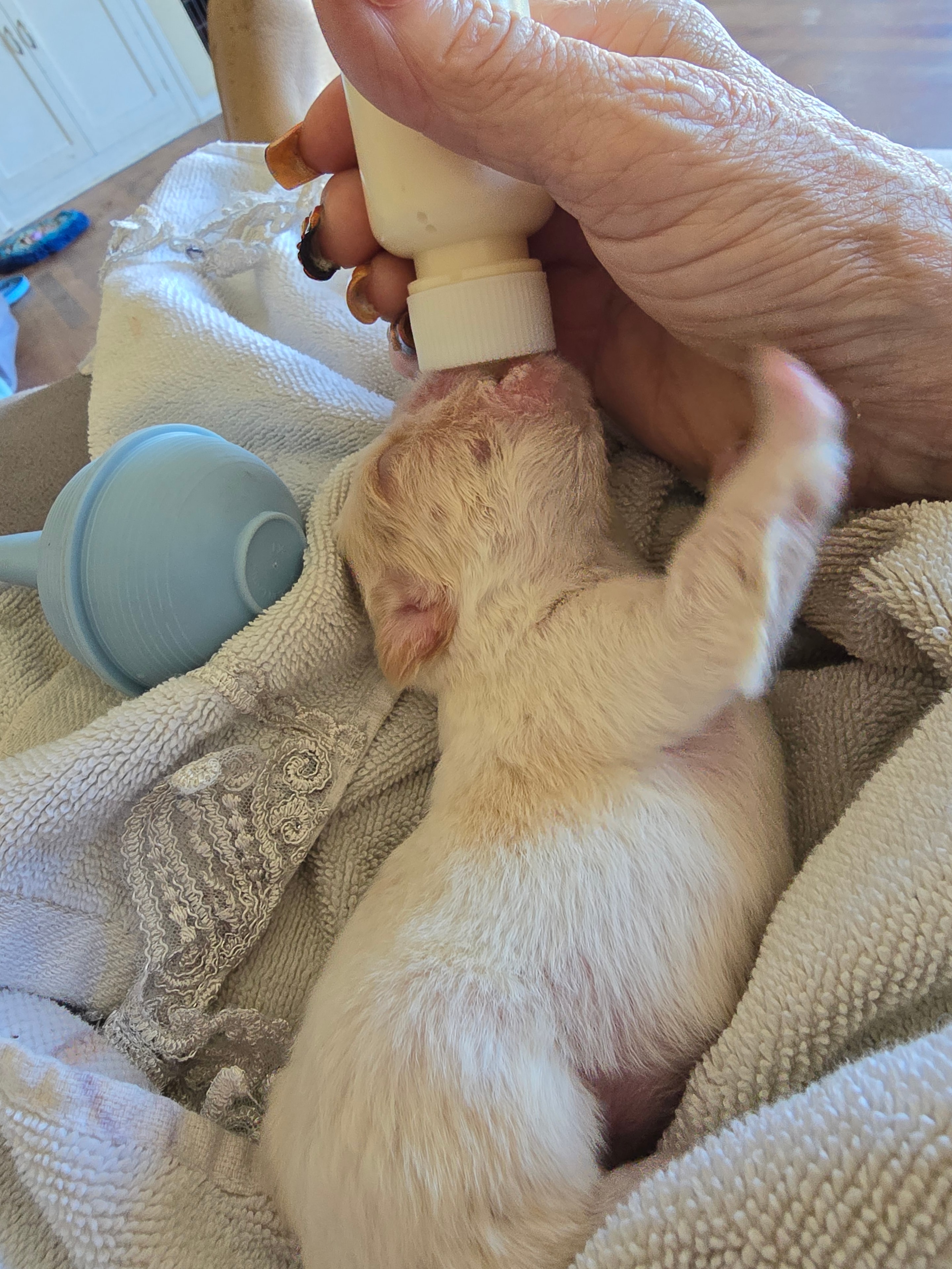 Duder × Lil G newborn puppy