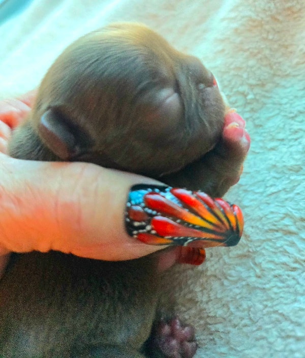 Duder × Stinkerbelle puppy