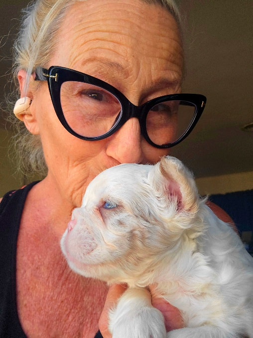Pippy — Rojo fawn Husky French Bulldog puppy available at Color Me Frenchies
